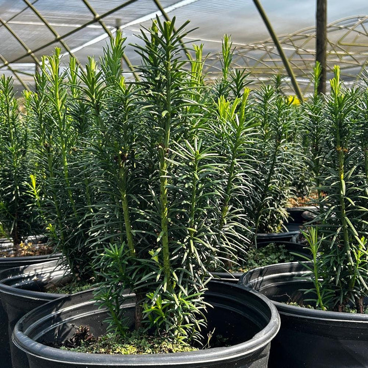 Cephalotaxus Fastigiata bush with upright, dense green foliage, part of GoBuyPlants® collection of trees and shrubs.