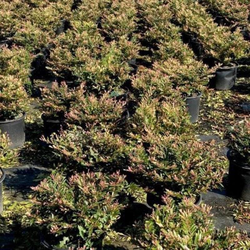 Distylium Spring Frost™ bush with lush green foliage, showcasing its dense, ornamental branches and vibrant spring growth.