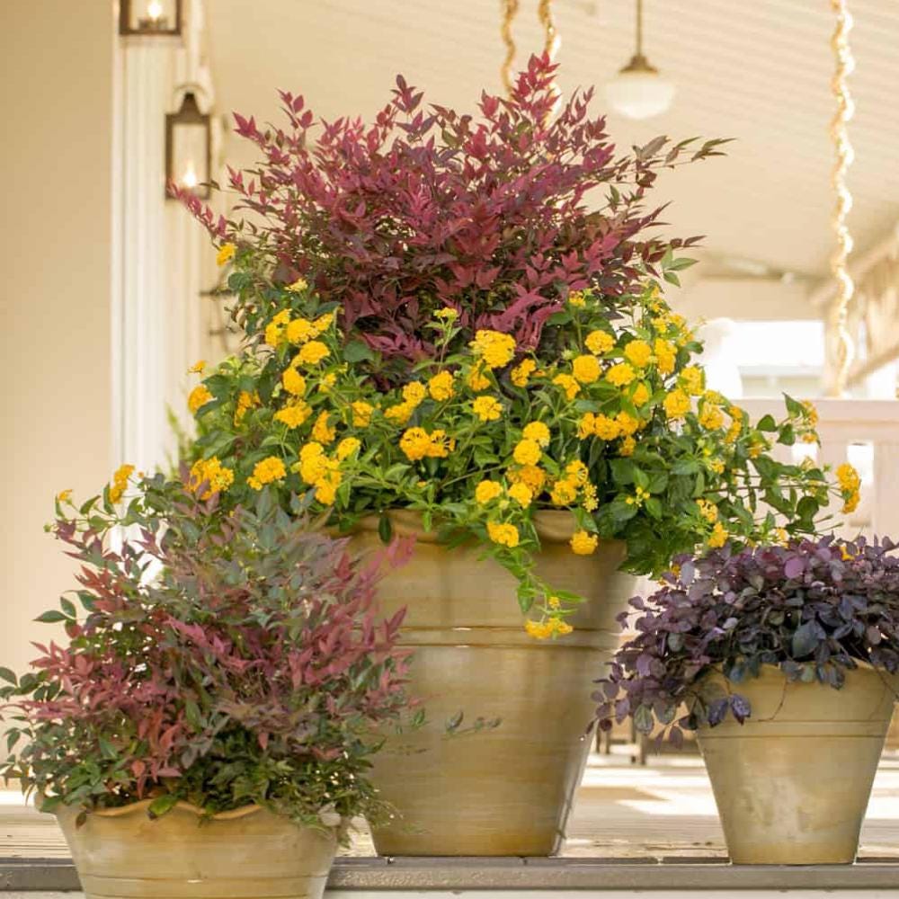 Nandina Obsession™ bush, a vibrant evergreen shrub with lush green and red foliage, in a garden setting.