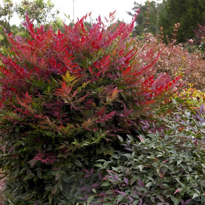 Nandina Obsession™ bush, a vibrant red-leafed shrub from GoBuyPlants®, with lush green foliage and bright red accents.