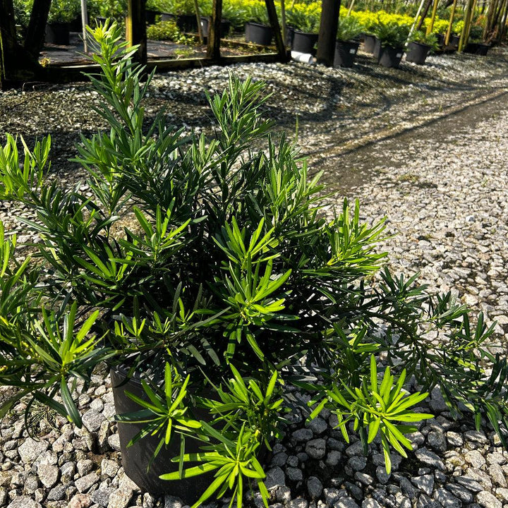 Dwarf Podocarpus Pringles bush, a lush green shrub from GoBuyPlants®, suitable for landscaping or decorative garden use