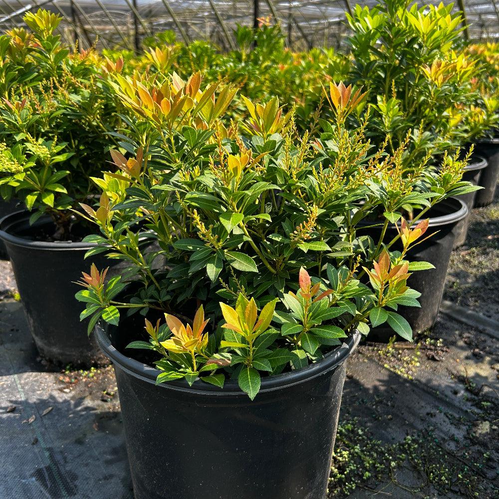 Pieris Cavatine bush from GoBuyPlants® with lush green foliage and delicate white flowers, ideal for garden landscape.