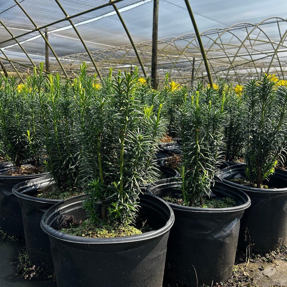 Cephalotaxus Fastigiata bush with tall, narrow evergreen foliage, lush green leaves, and a dense, upright growth habit.