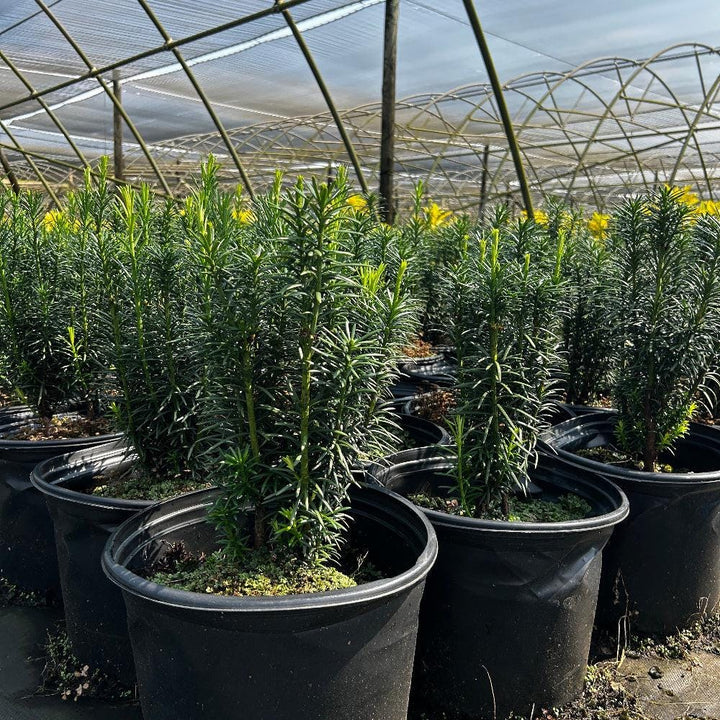 Cephalotaxus Fastigiata bush with tall, narrow evergreen foliage, lush green leaves, and a dense, upright growth habit.