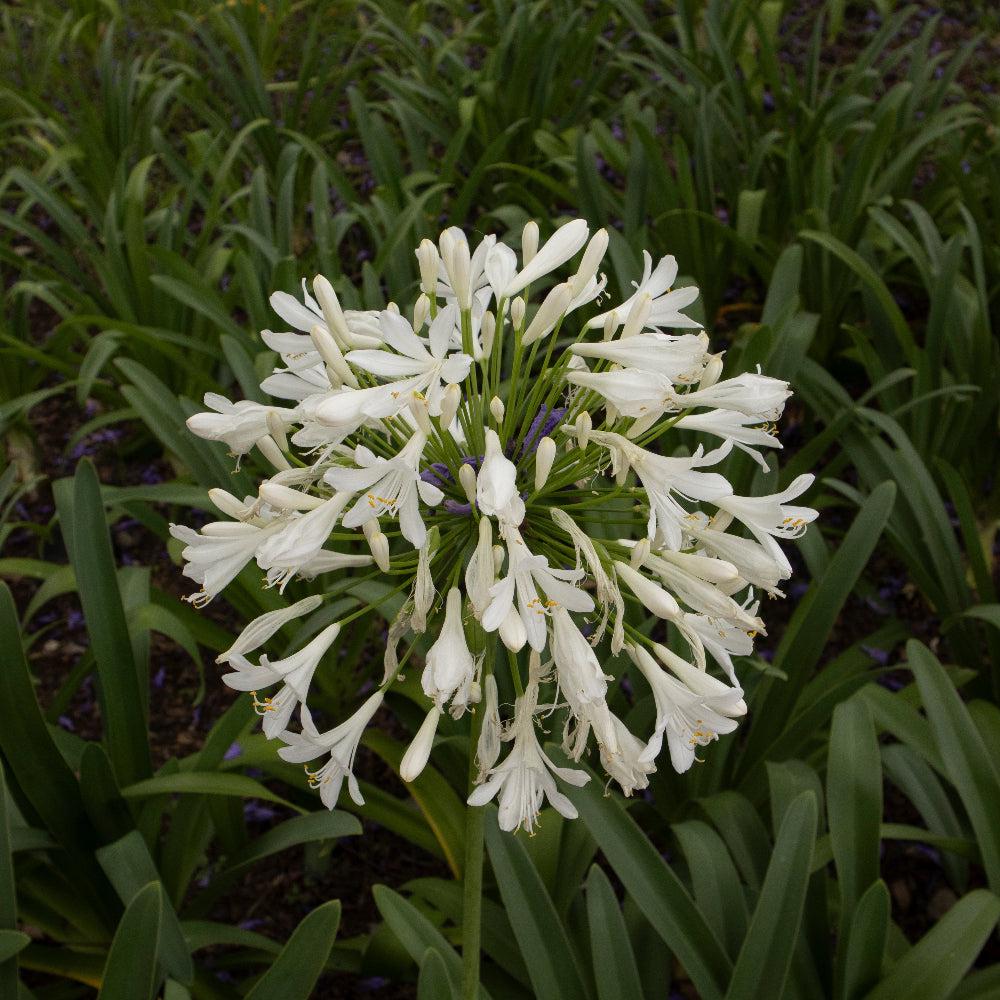 Agapanthus 'Getty White' lily of the Nile bush showing tall white flower clusters and lush green foliage.