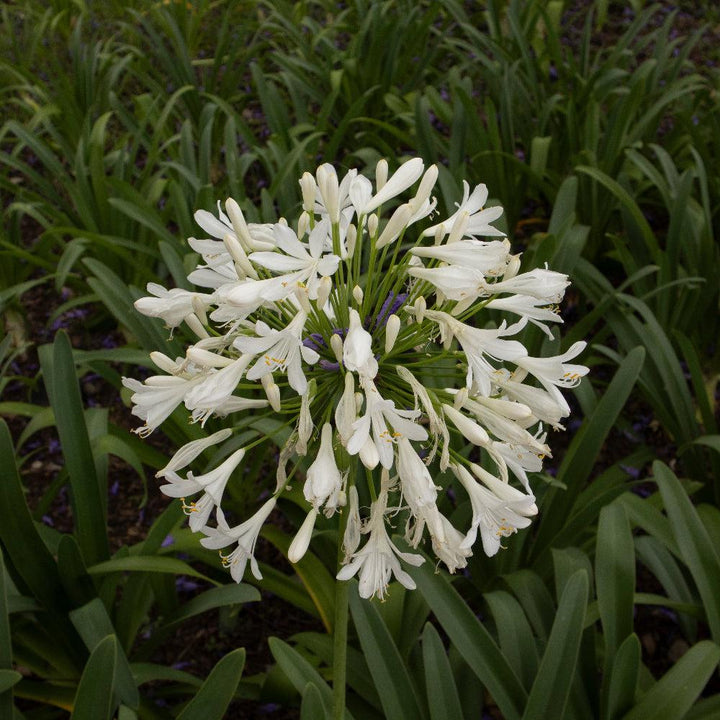 Agapanthus &