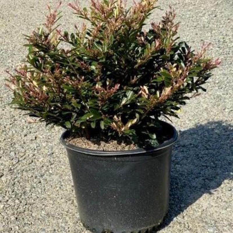 Distylium Spring Frost™ bush, evergreen shrub with dense foliage, shown in a healthy, vibrant state.