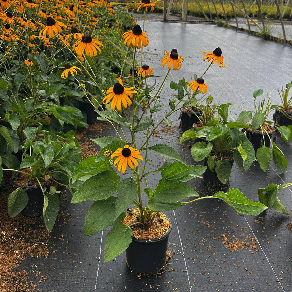 Yellow Rudbeckia Goldstrum Black-Eyed Susan bush with vibrant flowers and dark centers, part of GoBuyPlants® bushes and trees collection.
