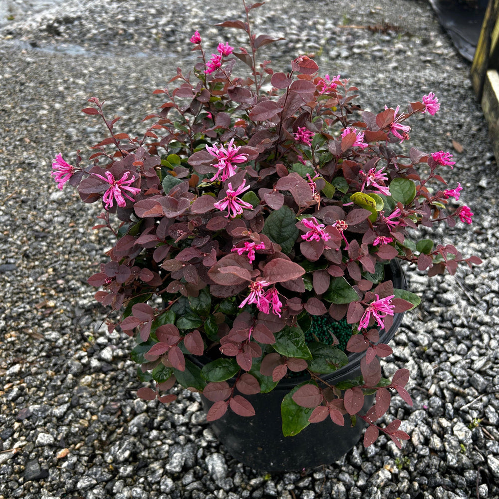 Loropetalum Ruby bush with deep red foliage, vibrant leaves, and dense branches, from GoBuyPlants® in a garden setting.