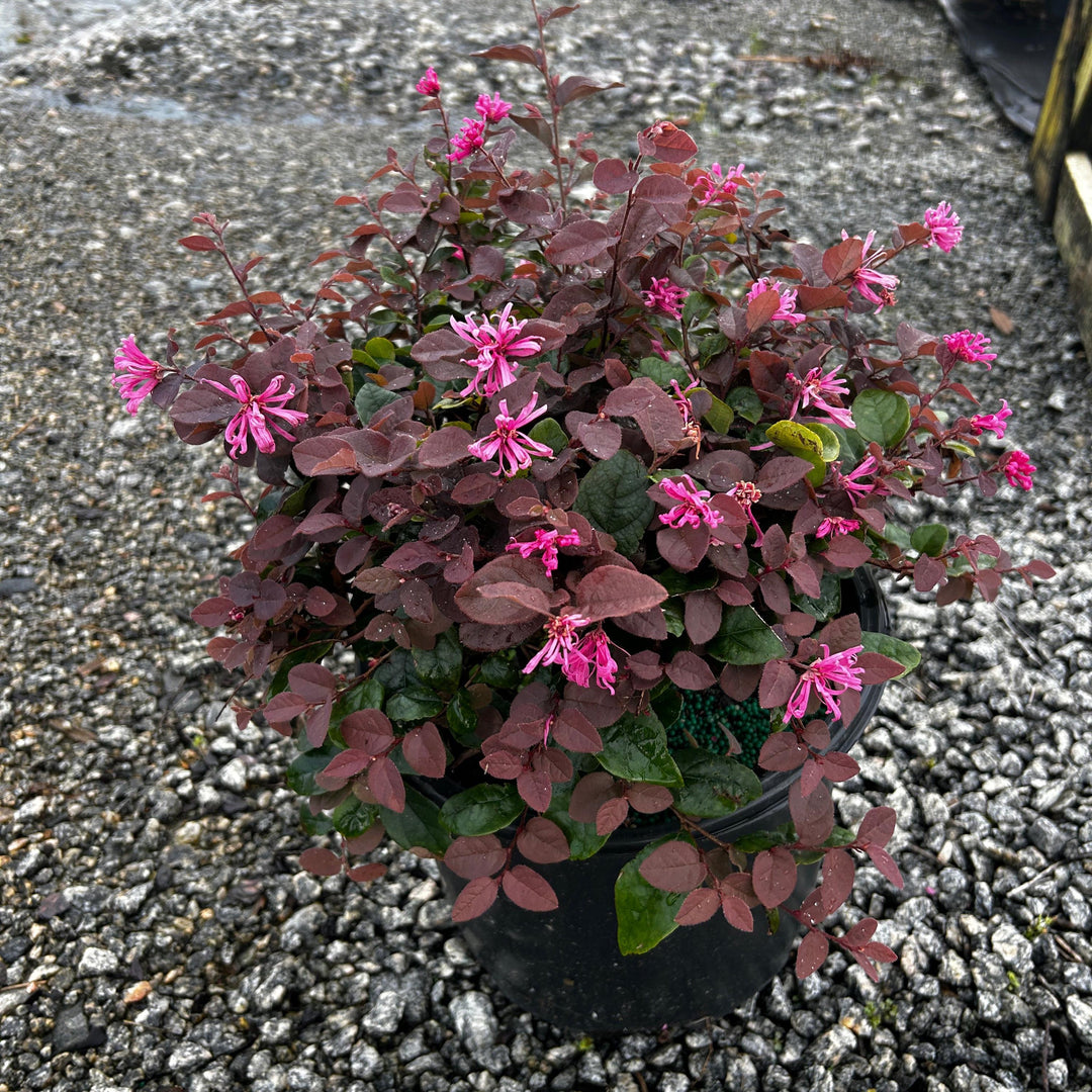 Loropetalum Ruby bush with deep red foliage, vibrant leaves, and dense branches, from GoBuyPlants® in a garden setting.