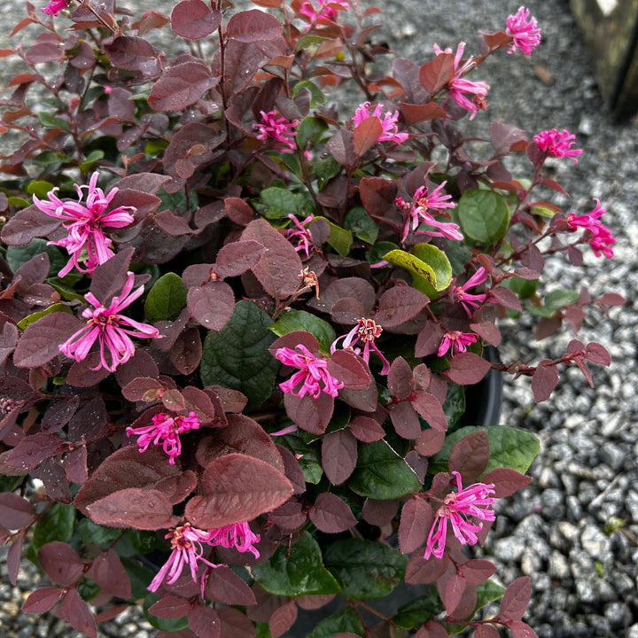Loropetalum Ruby bush by GoBuyPlants® featuring deep ruby foliage and slender branches, perfect for ornamental landscaping.