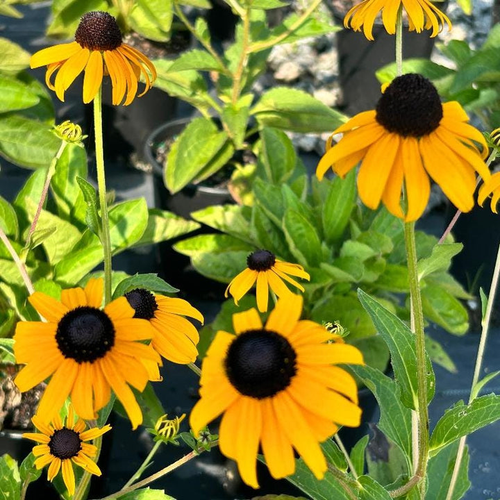 Black-eyed Susan Rudbeckia Goldstrum bush with bright yellow petals and dark central cone, healthy green foliage, in a garden setting.