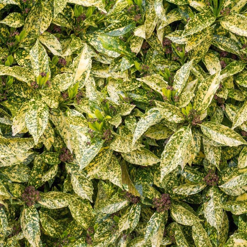 Aucuba Golden King bush with vibrant yellow and green variegated leaves, showcasing dense foliage of the GoBuyPlants® brand.