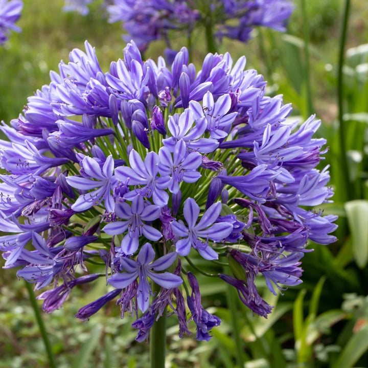 Blue Lily of the Nile agapanthus africanus bush with clusters of blue flowers and green foliage, from GoBuyPlants®