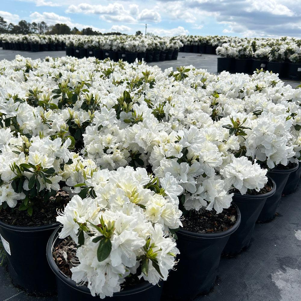 White azalea bush, Delaware Valley variety, healthy flowering shrub from GoBuyPlants® in a garden setting.