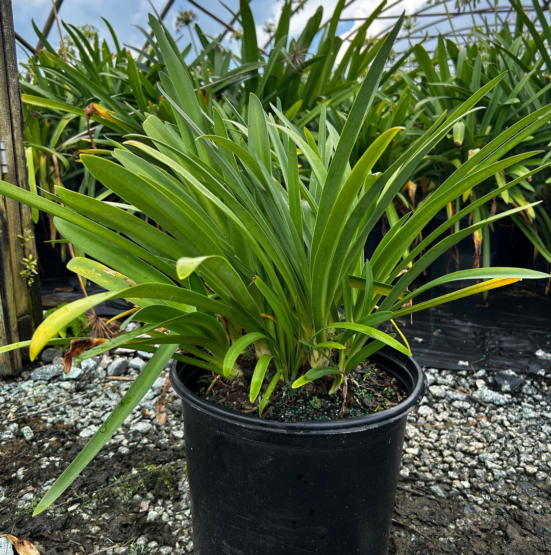 White Agapanthus &