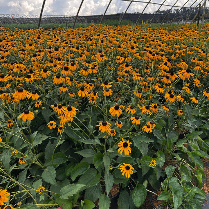 GoBuyPlants® Rudbeckia Goldstrum Black-Eyed Susan bush with vibrant yellow petals and dark central cone, healthy and lush foliage.