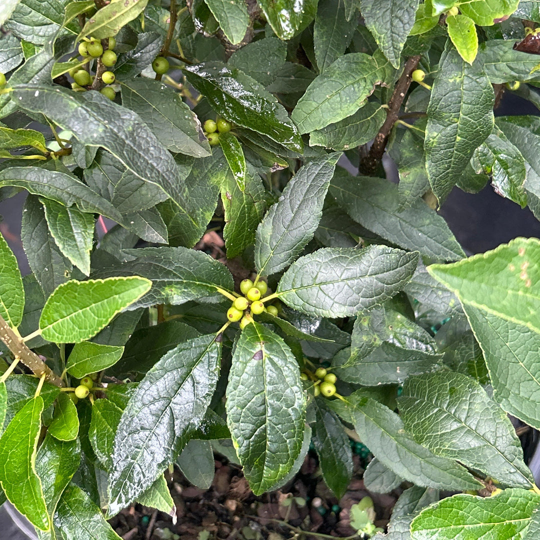 Red-leaf Ilex Winter Red bush from GoBuyPlants® showcasing vibrant winter foliage in a lush, dense shrub form.