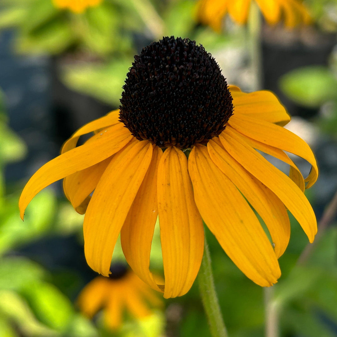 Bright yellow Rudbeckia Goldstrum Black-Eyed Susan bush with dark centers, lush green foliage, and full blooms in a garden setting.