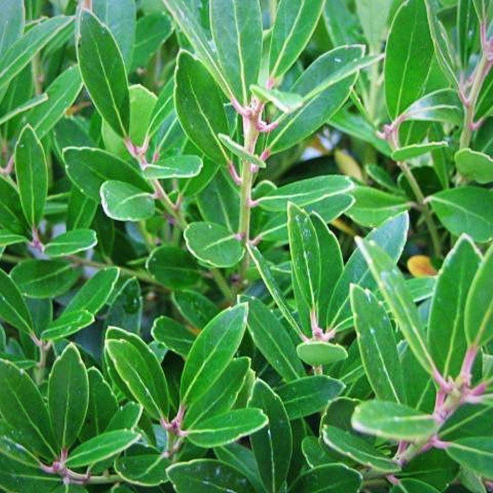 GoBuyPlants® Ilex Shamrock Inkberry bush with glossy green leaves, full growth, suitable for landscaping or decorative planting.