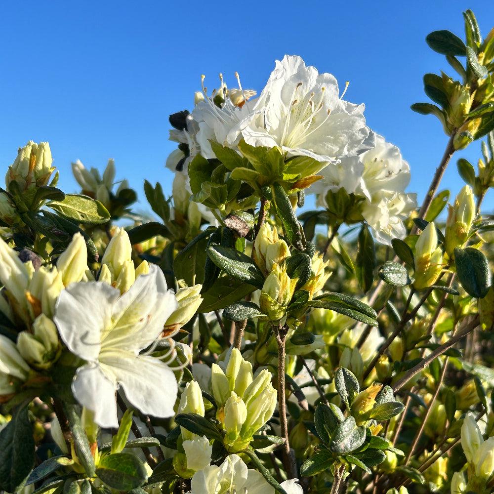 Azalea Delaware Valley White bush from GoBuyPlants®, showcasing white blooms and lush green foliage.