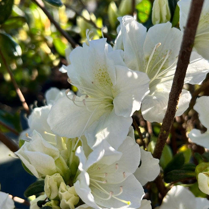 White Azalea Delaware Valley bush from GoBuyPlants®, showcasing lush foliage and vibrant white blossoms in a natural setting.