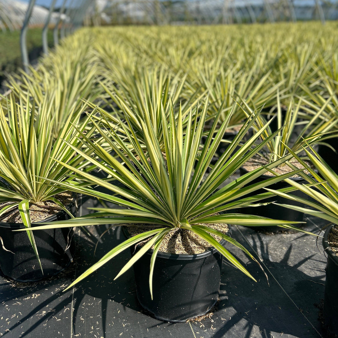 GoBuyPlants® Yucca Color Guard bush with tall, green and yellow variegated leaves, suitable for landscaping and garden decor.