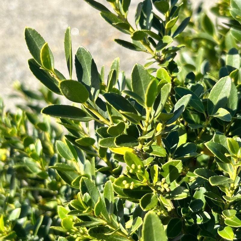 Ilex Hoogendorn bush from GoBuyPlants®, featuring glossy green leaves and dense foliage, ideal for landscaping or decorative gardening.