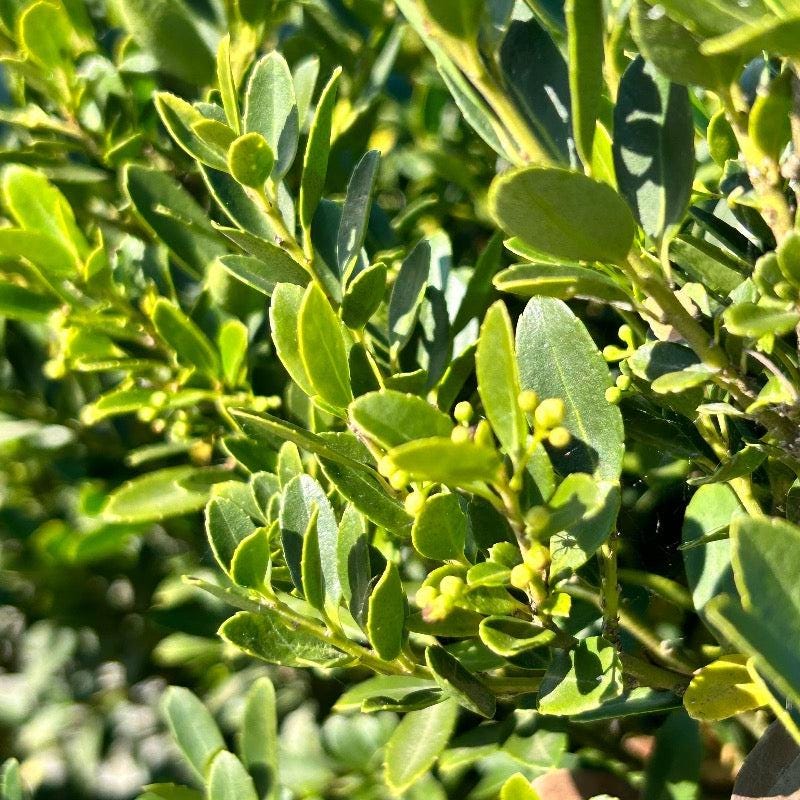 GoBuyPlants® Ilex Hoogendorn bush with lush green foliage, ideal for landscaping and decorative garden use.