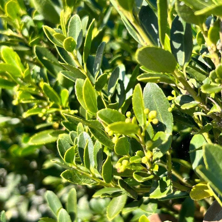 GoBuyPlants® Ilex Hoogendorn bush with lush green foliage, ideal for landscaping and decorative garden use.