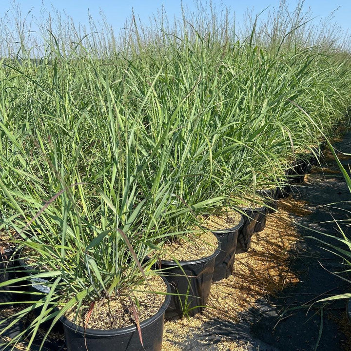 Panicum Shenandoah switch grass shrub from GoBuyPlants® with tall, feathery plumes and narrow green leaves, ideal for landscaping.