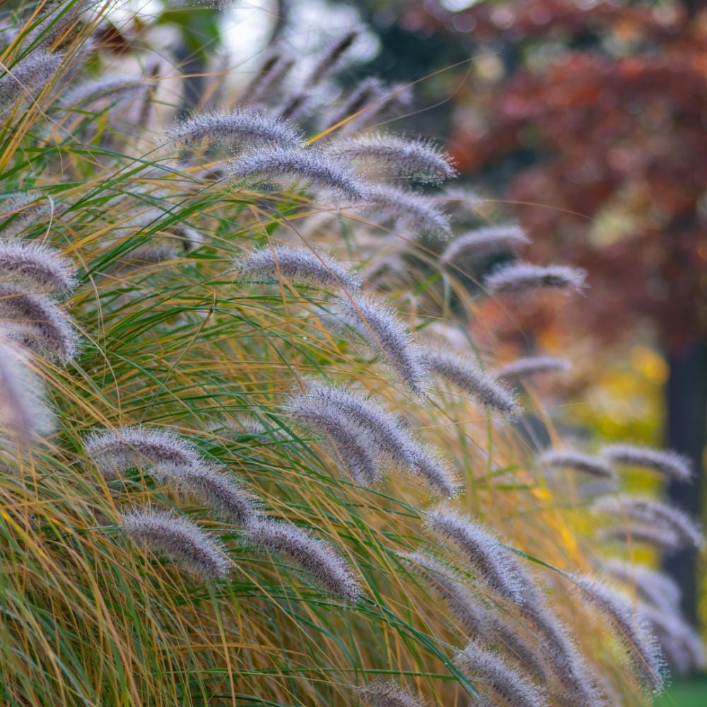 Pennisetum Hameln fountain grass bush with tall, feathery plumes and green foliage, showcasing a lush garden plant by GoBuyPlants®.