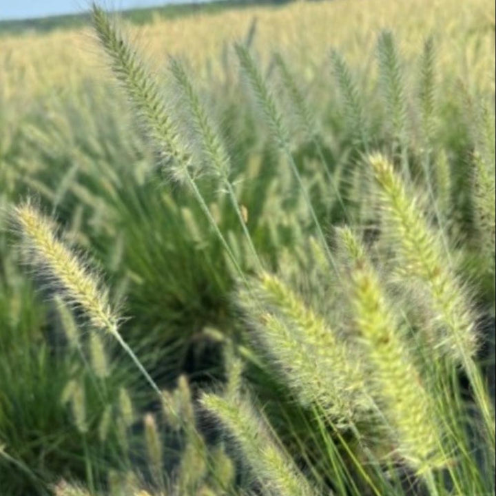Pennisetum Hameln fountain grass bush with slender green plumes, lush foliage, and bushy growth, grown by GoBuyPlants®.