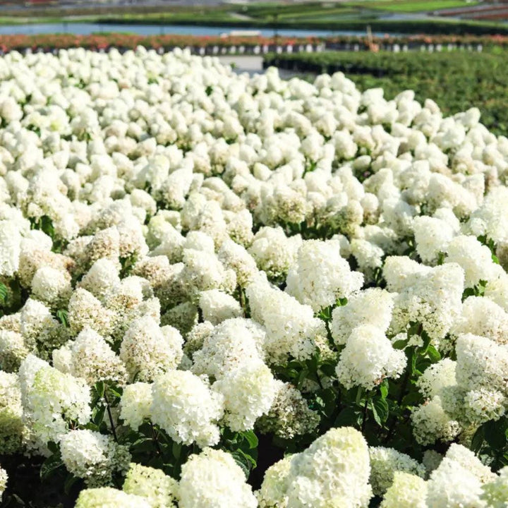 Hydrangea p. Limelight® bush with lush green foliage and clusters of white flowers, ideal for garden landscaping.