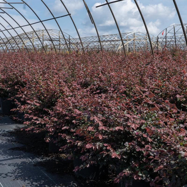 Loropetalum Ruby bush with deep burgundy leaves and delicate pink flowers, part of GoBuyPlants® bushes and trees collection.