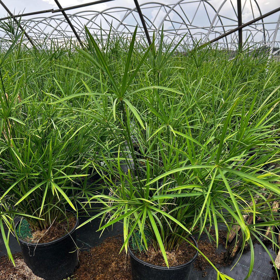 Small Cyperus Miniature Umbrella Plant bush from GoBuyPlants® with fine green foliage and slender stems on a white background.