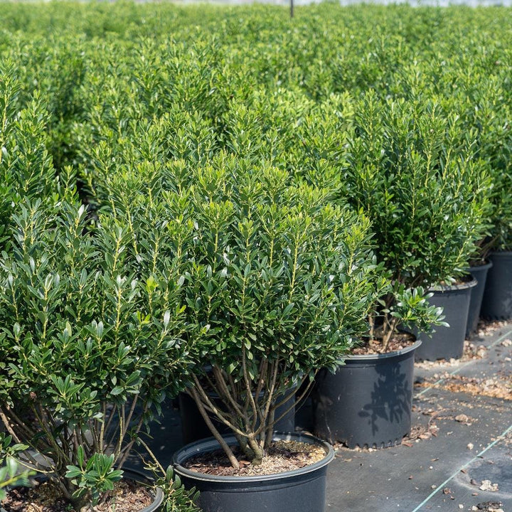 Ilex Shamrock Inkberry bush with dense green foliage, showcasing its compact, rounded shape and shiny leaves.