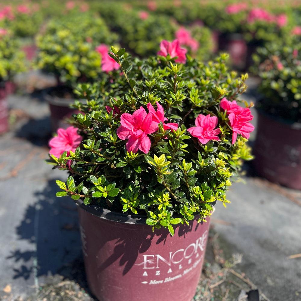 Azalea Encore Autumn Empress bush with vibrant fall foliage, lush green leaves, and a compact, rounded shape, from GoBuyPlants.