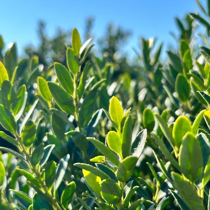 Close-up of Ilex Hoogendorn bush, a evergreen shrub with glossy green leaves, part of GoBuyPlants® bushes and trees collection.