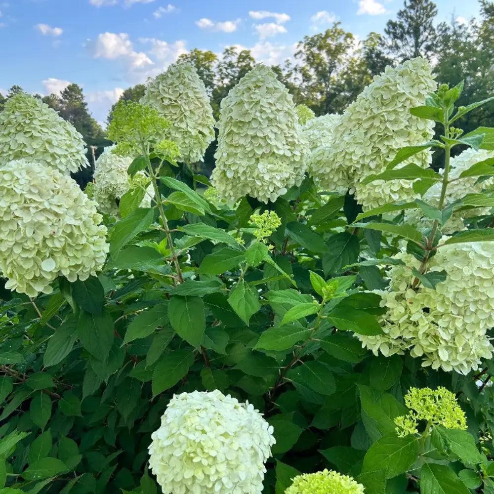 Limelight Hydrangea p. bush by GoBuyPlants®, showing lush green leaves and vibrant flower clusters in full bloom.