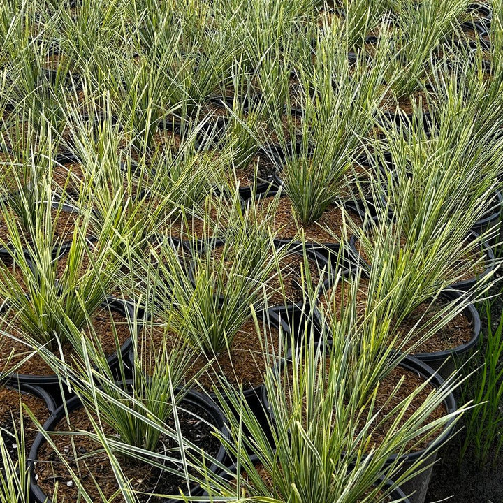 Lomandra Platinum Beauty® bush, a lush green plant with slender, arching leaves, ideal for landscaping or garden use.