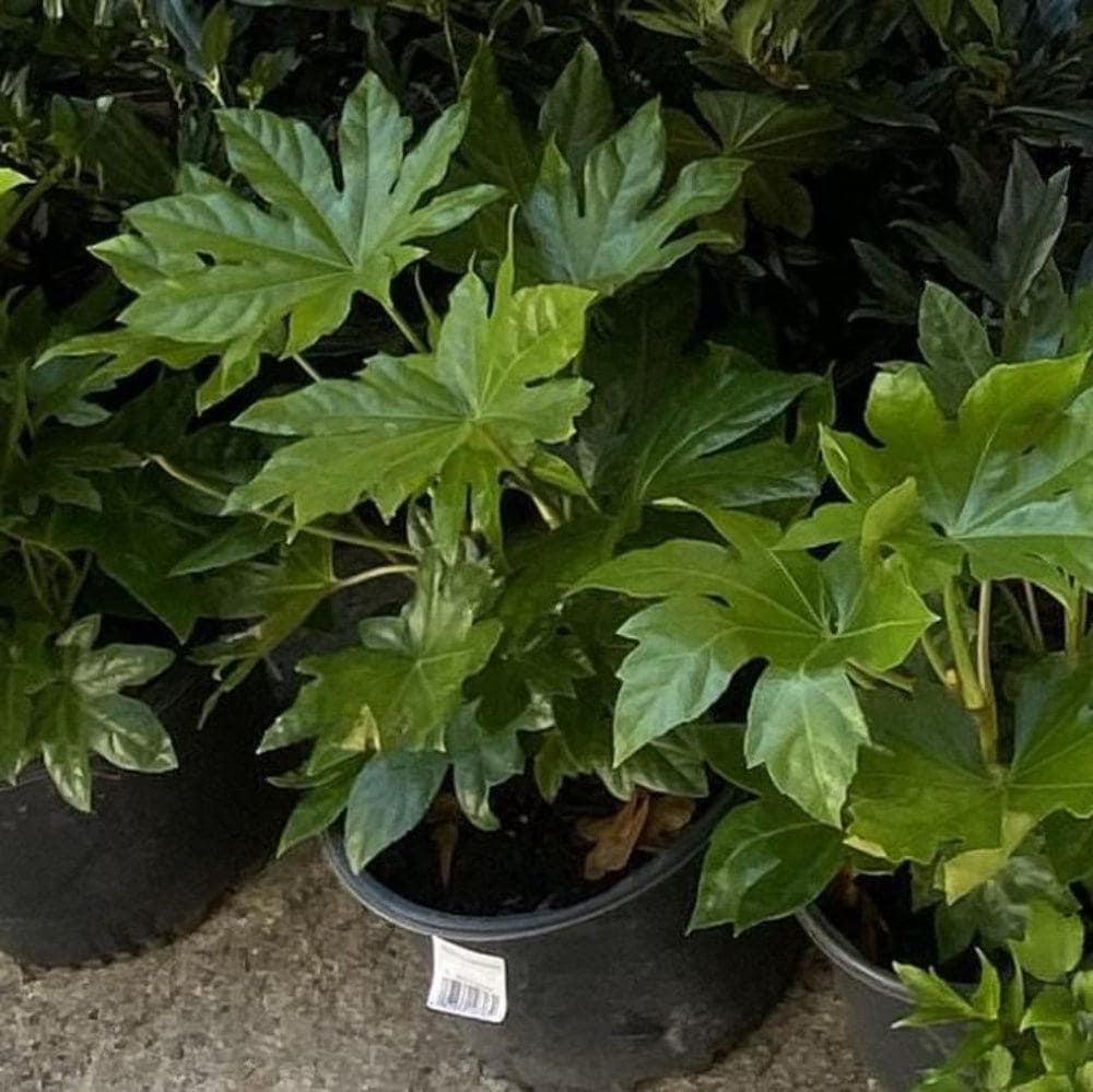 Fatsia Japonica bush by GoBuyPlants®, featuring large, glossy green leaves and a lush, dense foliage appearance.
