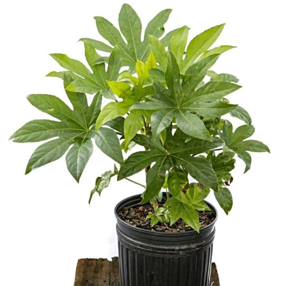 Fatsia japonica bush with large green leaves, potted plant by GoBuyPlants® in a garden setting.
