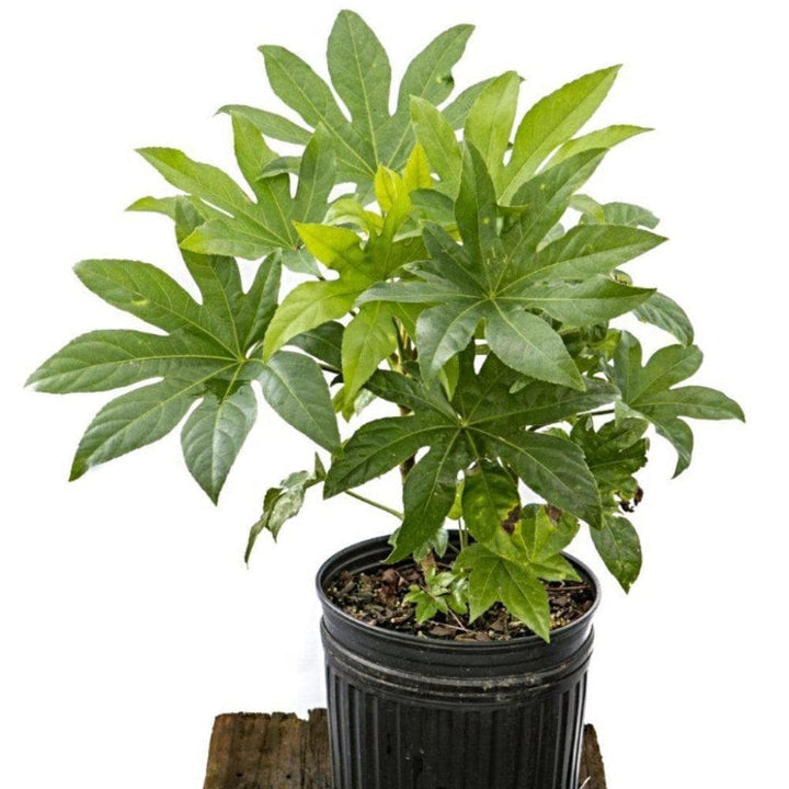 Fatsia japonica bush with large green leaves, potted plant by GoBuyPlants® in a garden setting.