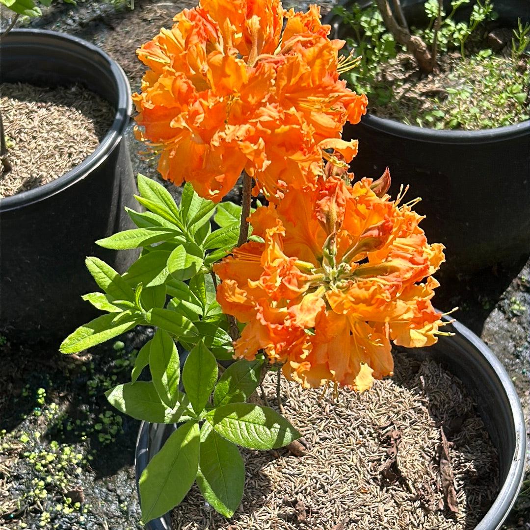 Azalea Gibraltar bush from GoBuyPlants® with vibrant green foliage and pink blossoms, ideal for garden landscaping.