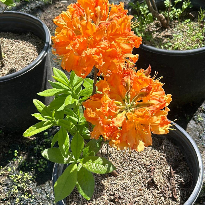 Azalea Gibraltar bush from GoBuyPlants® with vibrant green foliage and pink blossoms, ideal for garden landscaping.