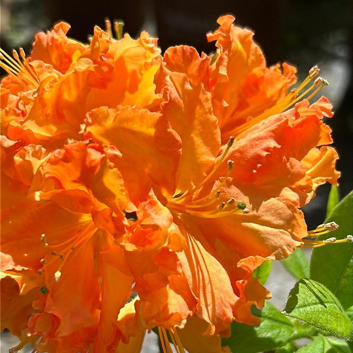 Green Azalea Gibraltar bush from GoBuyPlants® with lush foliage, ideal for garden landscaping and decorative outdoor planting.