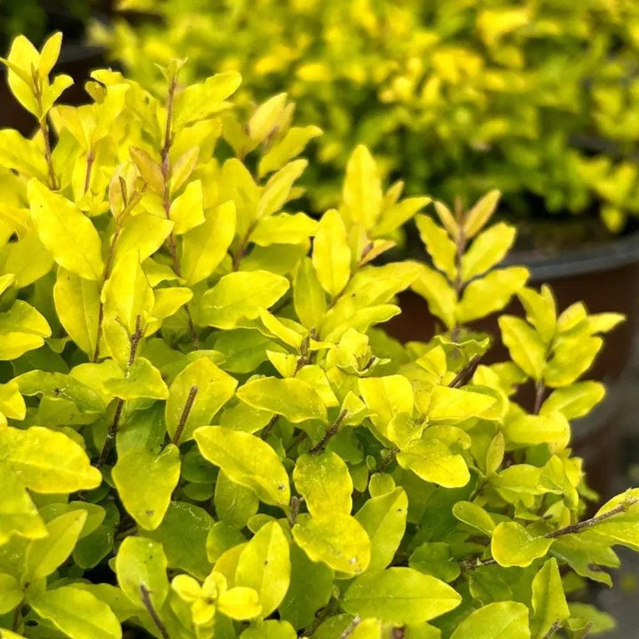 Ligustrum Sunshine bush, vibrant green shrub from GoBuyPlants® with lush foliage, ideal for garden landscaping.