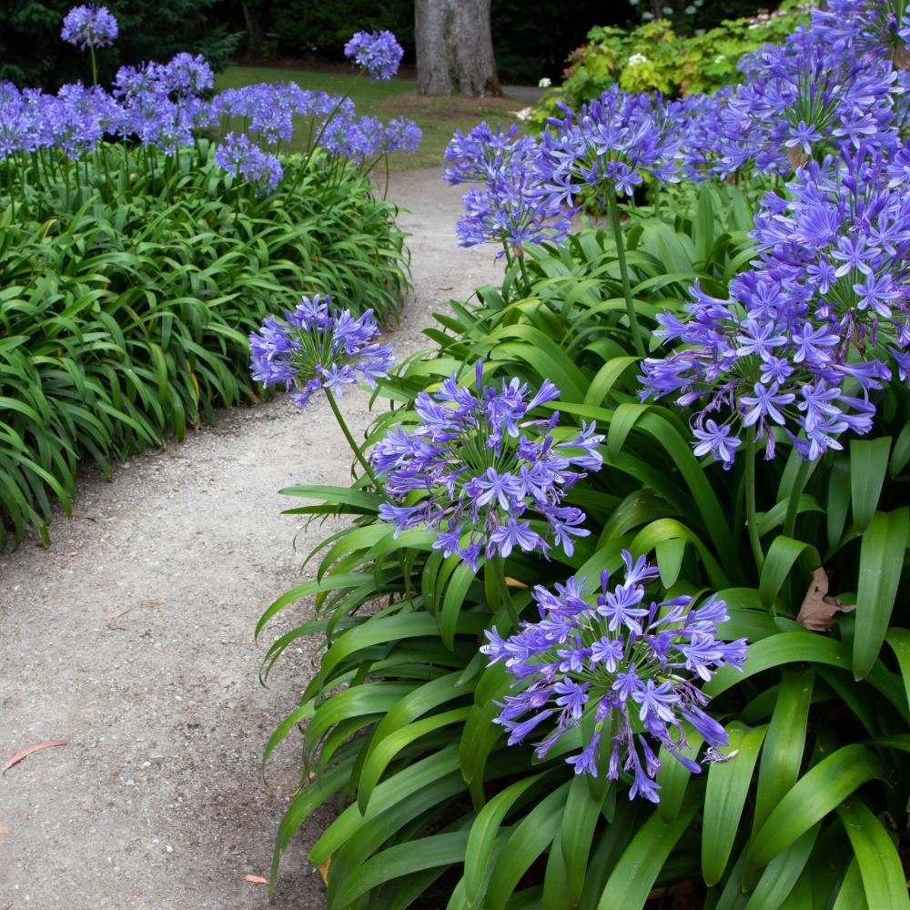 Blue Lily of the Nile Agapanthus africanus bush with tall flower stalks and vibrant blue blossoms, cultivated by GoBuyPlants®.