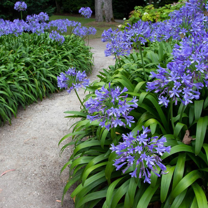 Blue Lily of the Nile Agapanthus africanus bush with tall flower stalks and vibrant blue blossoms, cultivated by GoBuyPlants®.